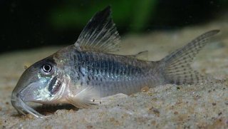 Corydoras solox