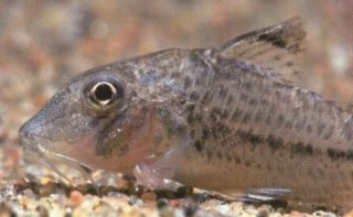 Corydoras sp. (C024)