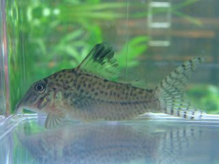 Corydoras sp. (C024)