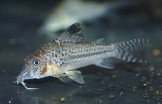 Corydoras sp. (C042)