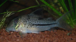 Corydoras sp. (C042)