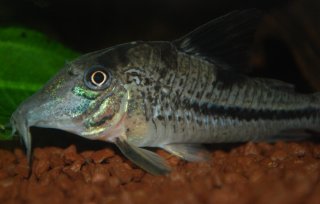 Corydoras sp. (C042)