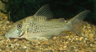 Corydoras sp. (C042)