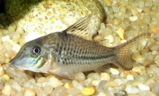 Corydoras sp. (C042)