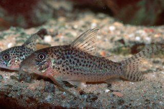 Corydoras sp. (C047)