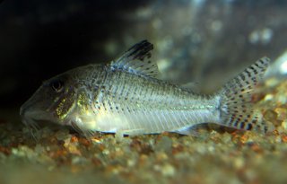 Corydoras sp. (C109)