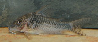 Corydoras sp. (C127)