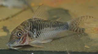 Corydoras sp. (C127)