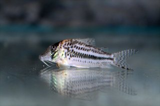 Corydoras sp. (Cw066)