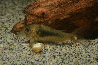 Corydoras sp. (Cw080)