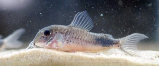 Corydoras sp. (Cw118)