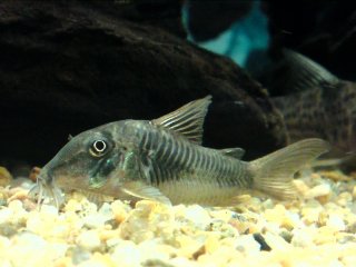 Corydoras stenocephalus