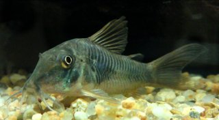 Corydoras stenocephalus