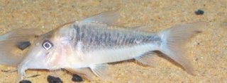 Corydoras treitlii