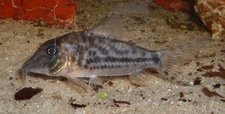 Corydoras vittatus