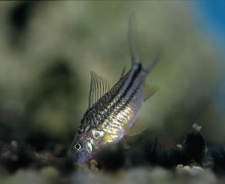 Gastrodermus cf. elegans