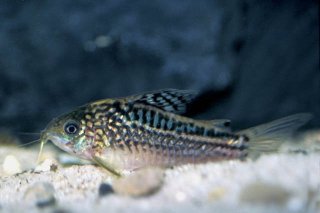 Gastrodermus elegans