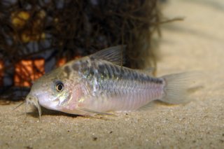 Gastrodermus elegans