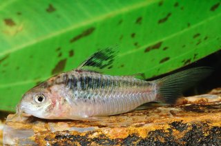 Gastrodermus elegans