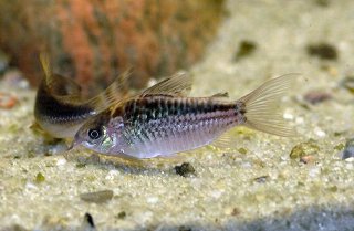 Gastrodermus elegans