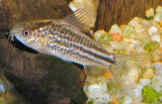 Gastrodermus elegans