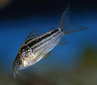 Gastrodermus elegans