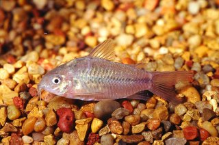 Gastrodermus elegans