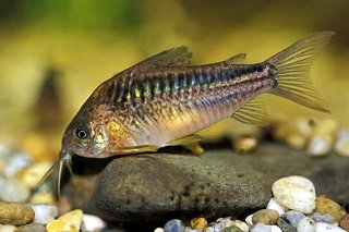 Gastrodermus elegans