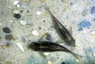 Gastrodermus elegans