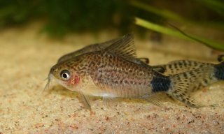 Gastrodermus guapore