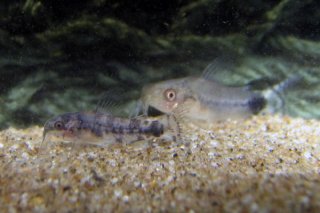 Gastrodermus guapore
