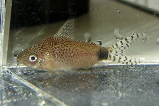 Gastrodermus guapore