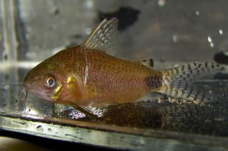 Gastrodermus guapore