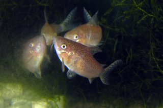 Gastrodermus guapore