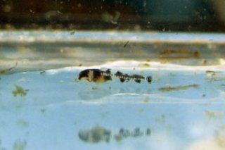 Gastrodermus guapore
