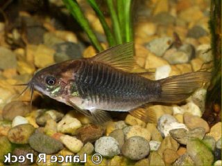 Gastrodermus latus