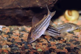 Gastrodermus napoensis