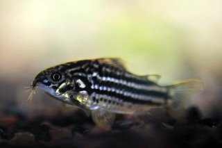 Gastrodermus napoensis