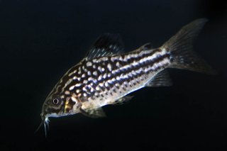 Gastrodermus napoensis