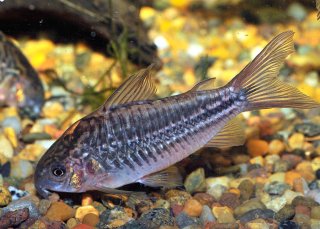 Gastrodermus napoensis
