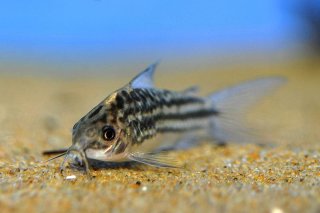 Gastrodermus napoensis