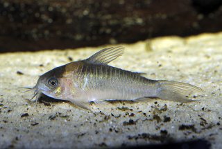 Gastrodermus nijsseni