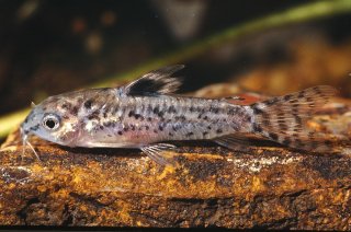Gastrodermus pauciradiatus