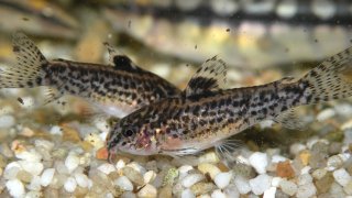 Gastrodermus pauciradiatus