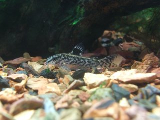 Gastrodermus pauciradiatus