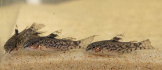 Gastrodermus pauciradiatus