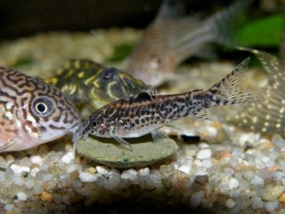 Gastrodermus pauciradiatus