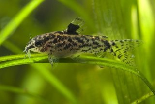 Gastrodermus pauciradiatus