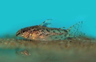 Gastrodermus pauciradiatus