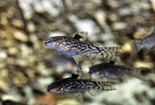 Gastrodermus pauciradiatus